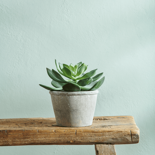 Neptune Flowers & Plants Echeveria Succulent