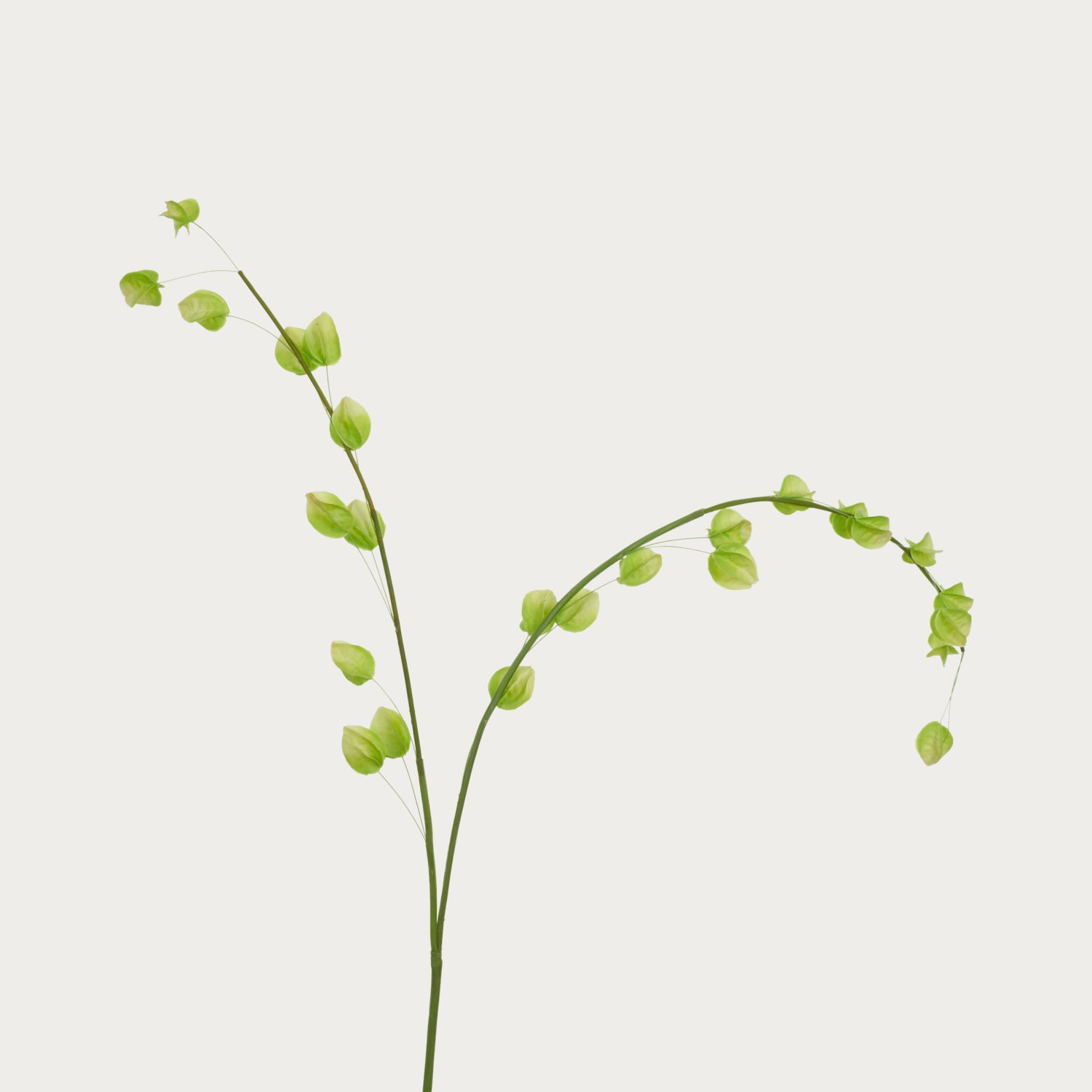 Neptune Flowers & Plants Physalis Spray, Green