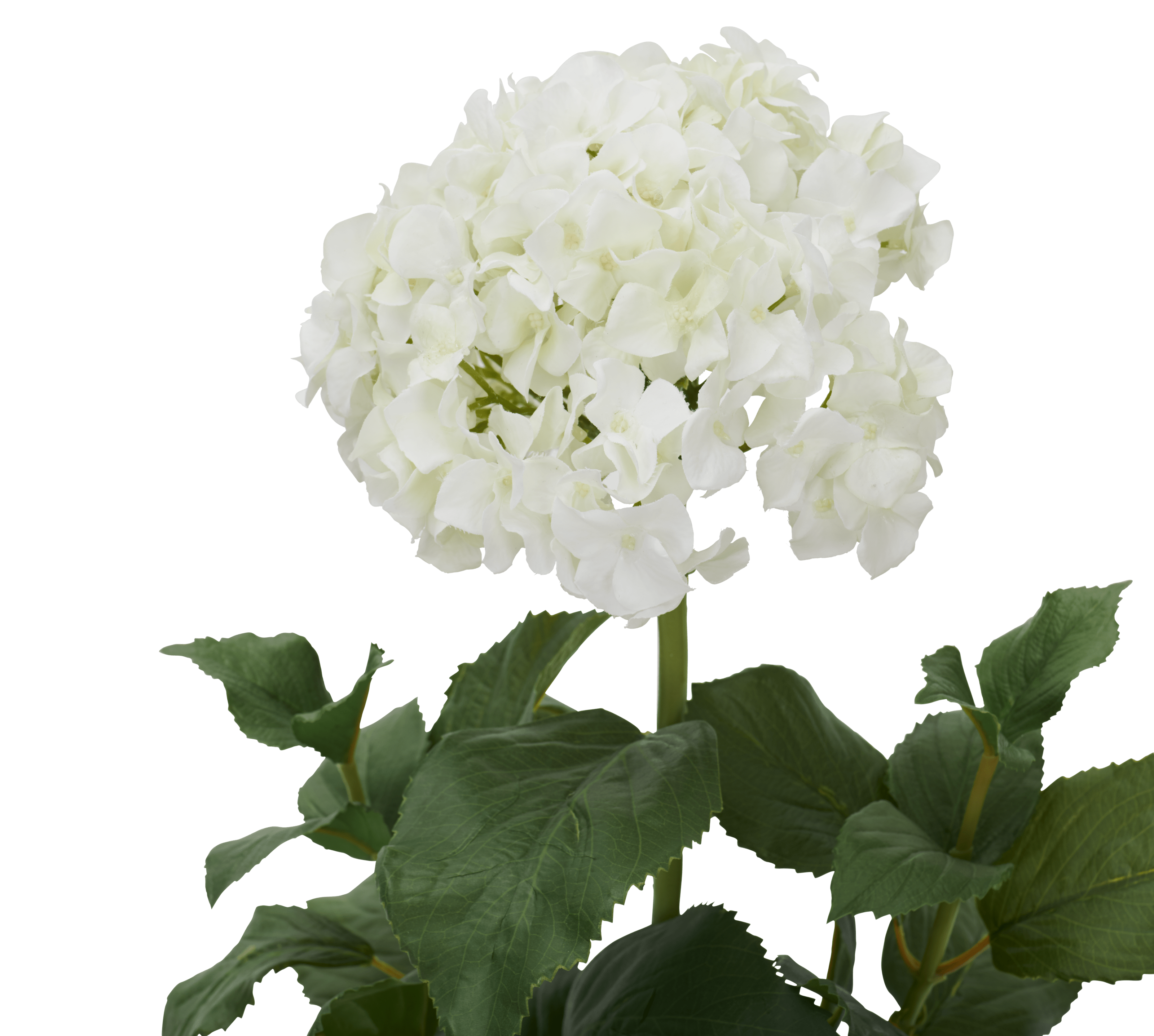 Neptune Flowers & Plants Potted Hydrangea