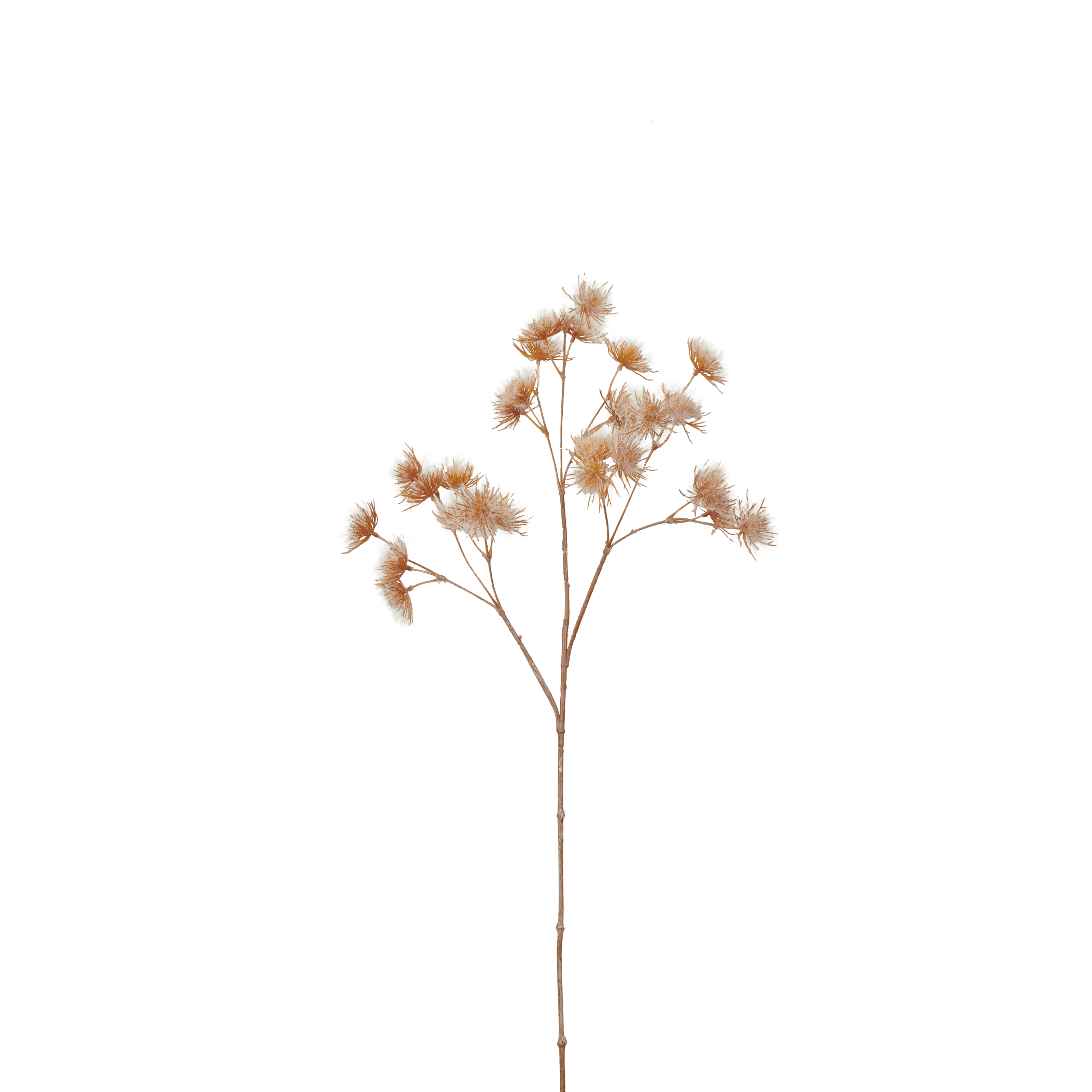 Neptune Flowers & Plants Queen Annes Lace Spray