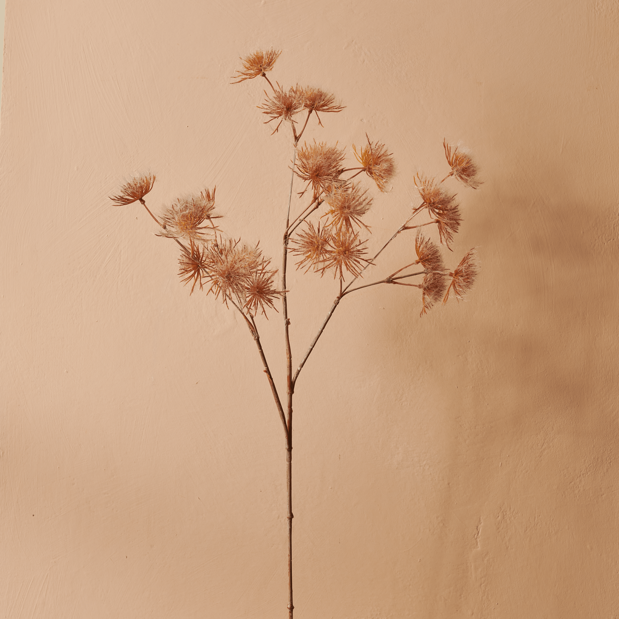 Neptune Flowers & Plants Queen Annes Lace Spray