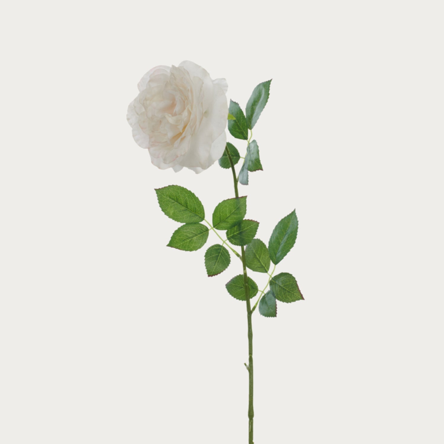 Neptune Flowers & Plants Rose Stem, White