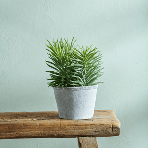 Sedum Succulent