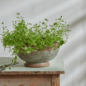 Neptune Pots & Planters Broseley Footed Pot
