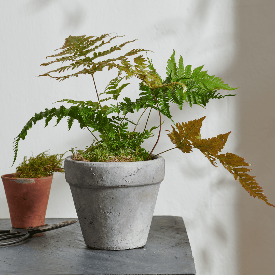 neptune plant pots Tarragon Terracotta Pot