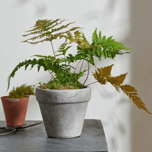 Tarragon Terracotta Pot