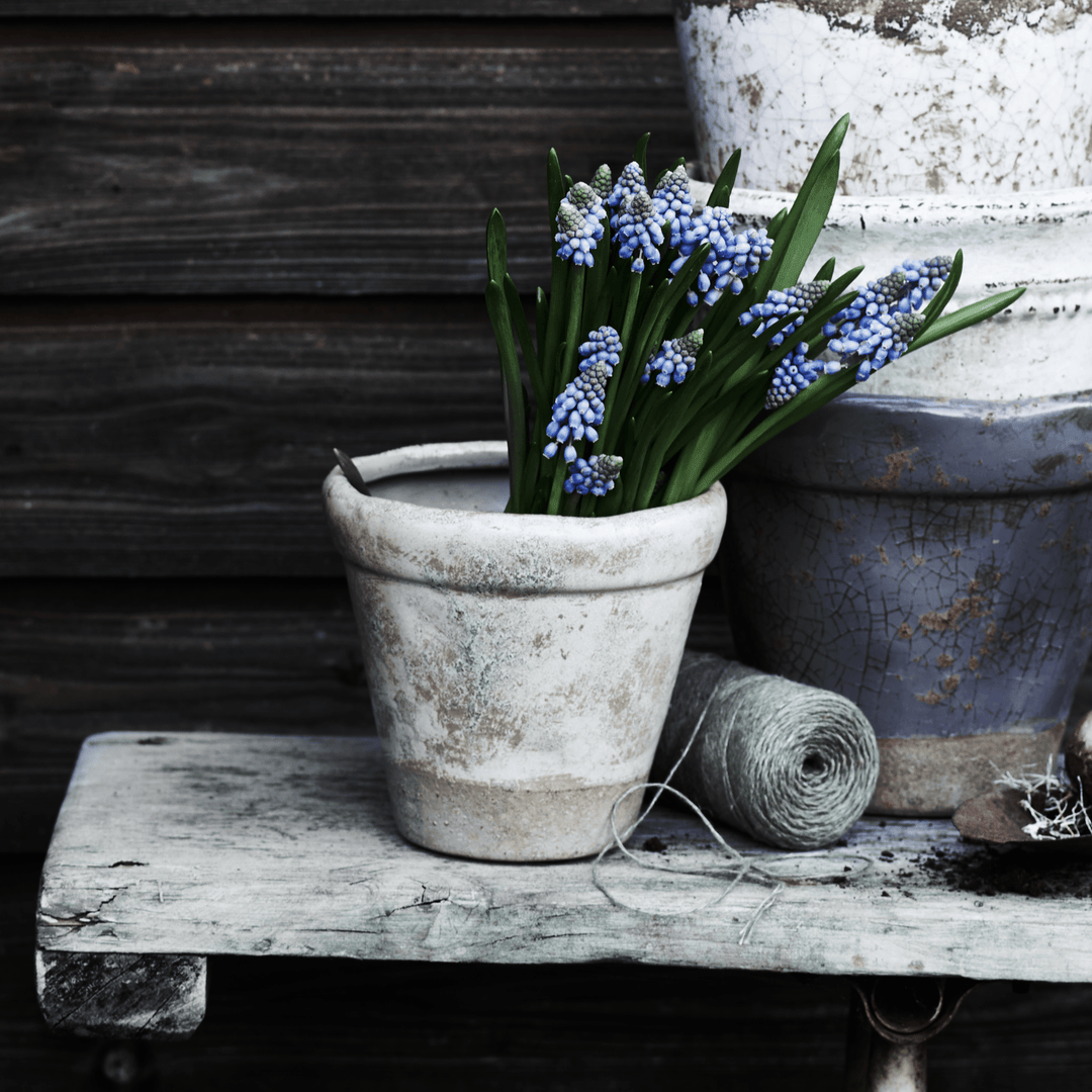 neptune plant pots Thyme Terracotta Pot
