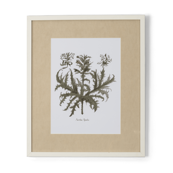 Neptune Wall Art Acanthus Spinolus Clipsham Botanical