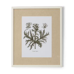 Neptune Wall Art Acanthus Spinolus Clipsham Botanical