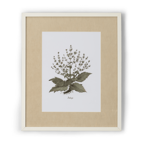 Neptune Wall Art Aethiopis Clipsham Botanical