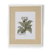 Neptune Wall Art Canna Indica Rubra Clipsham Botanical