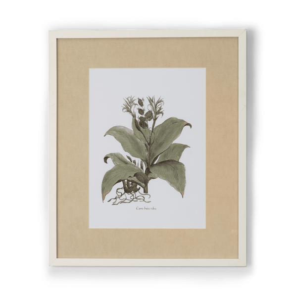 Neptune Wall Art Canna Indica Rubra Clipsham Botanical