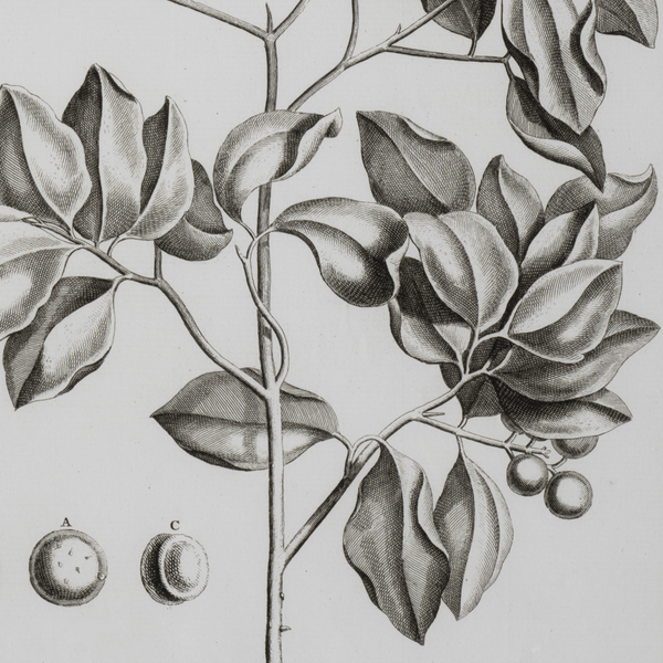 Neptune Wall Art Whitechapel