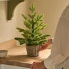 Person arranging a small potted Christmas tree on a wooden surface.