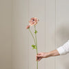 Neptune Accessories_Living accessories_Faux flowers & plants default Ranunculus Spray, Warm Pink