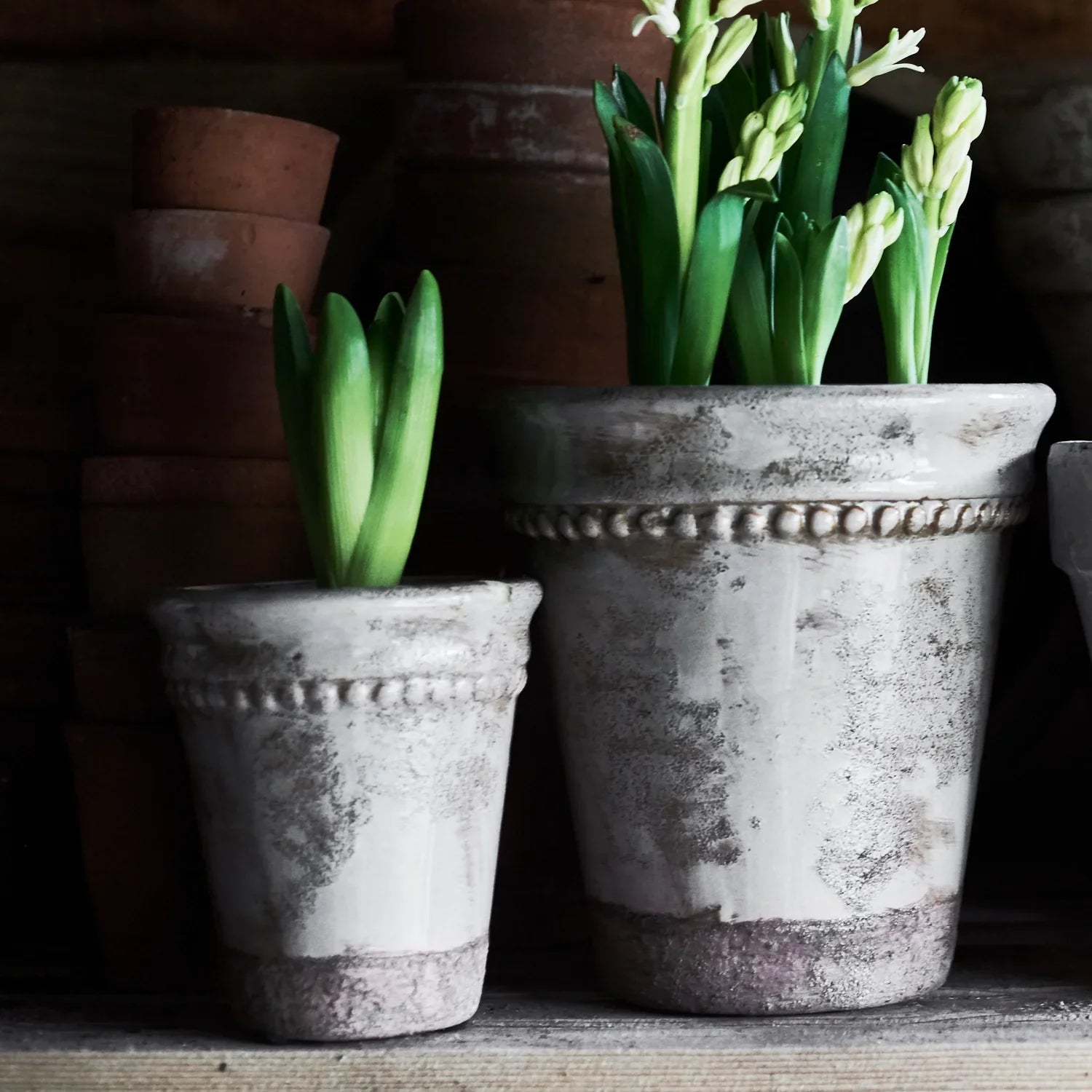 Neptune Seasonal_Garden_Garden accessories default Rosemary Terracotta Pot, Large