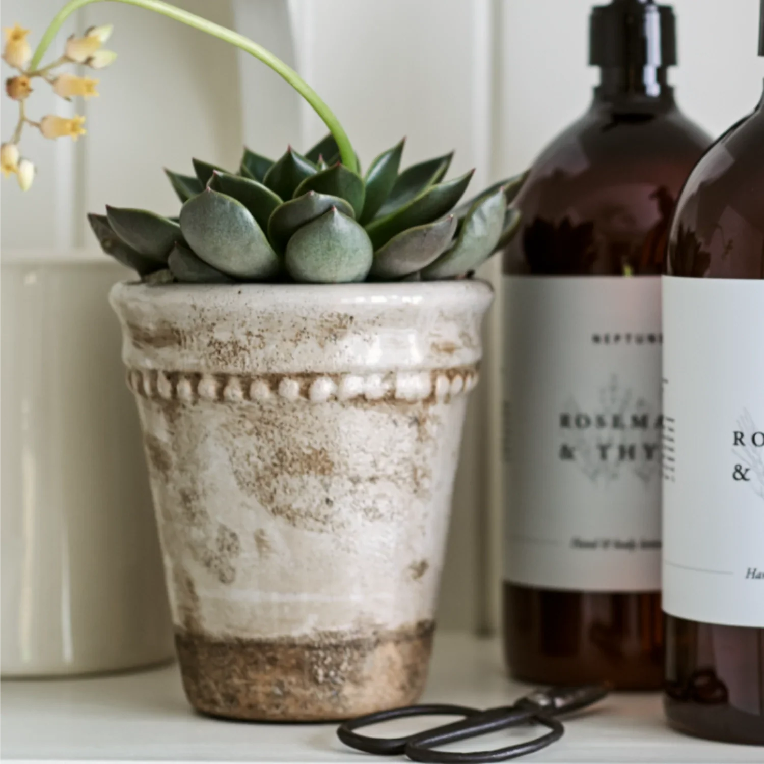 Neptune Seasonal_Garden_Garden accessories default Rosemary Terracotta Pot, Small