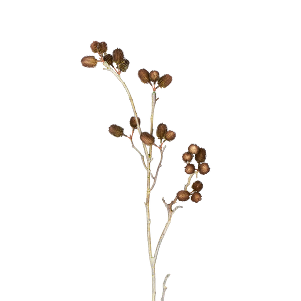 Seed Pod Stem, Brown