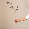 Seed Pod Stem, Brown