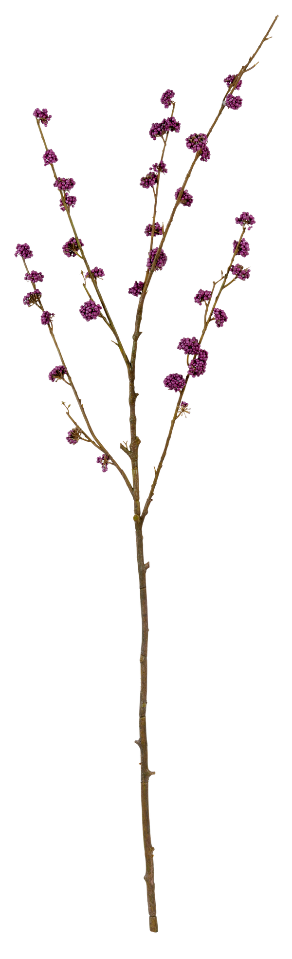Neptune Flowers & Plants Callicarpa Twig
