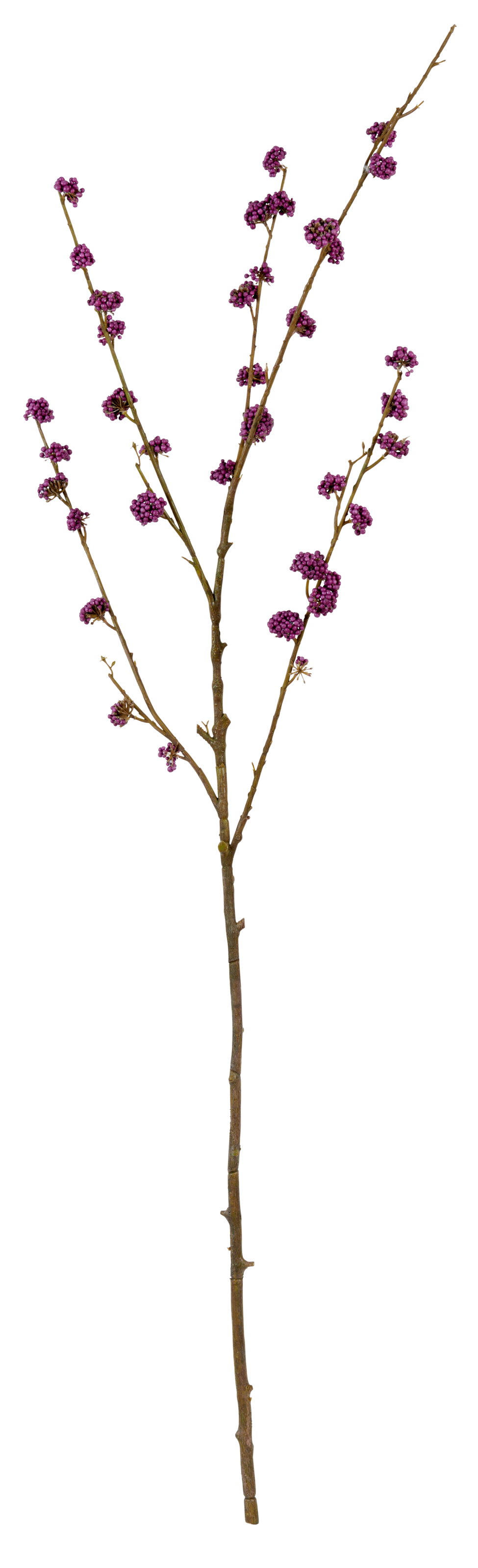 Neptune Flowers & Plants Callicarpa Twig