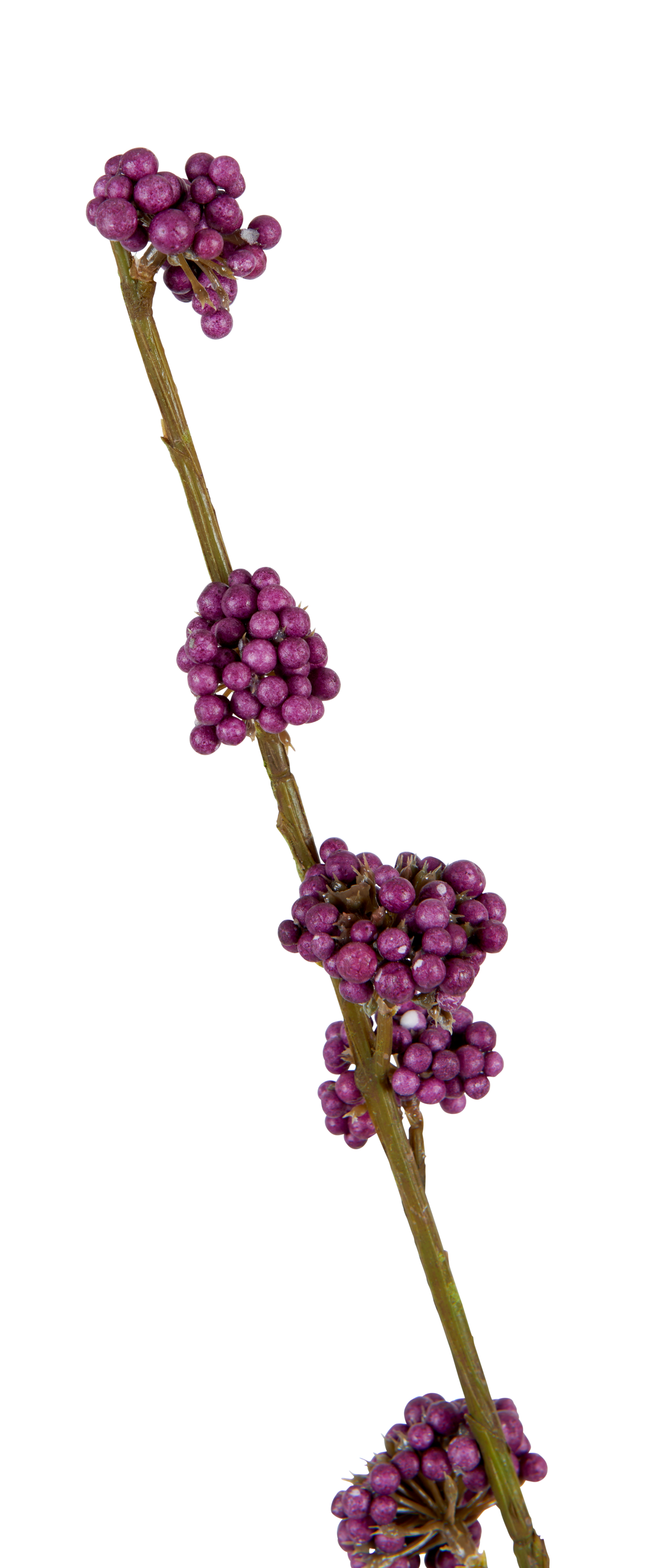Neptune Flowers & Plants Callicarpa Twig
