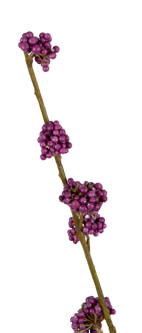 Neptune Flowers & Plants Callicarpa Twig