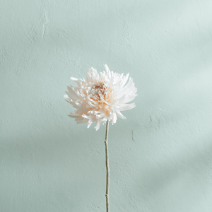 Neptune Flowers & Plants Dahlia Stem