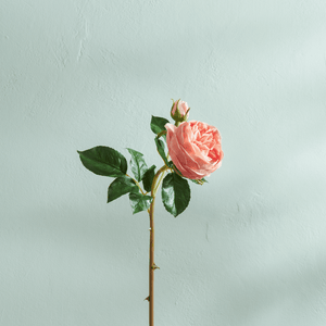 Neptune Flowers & Plants English Rose Stem