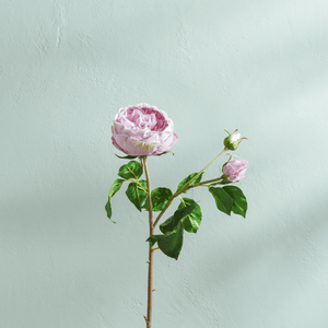 English Rose Stem