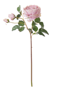 Neptune Flowers & Plants English Rose Stem