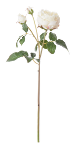 Neptune Flowers & Plants English Rose Stem