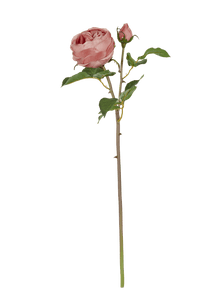 Neptune Flowers & Plants English Rose Stem
