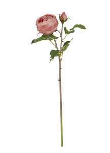 English Rose Stem