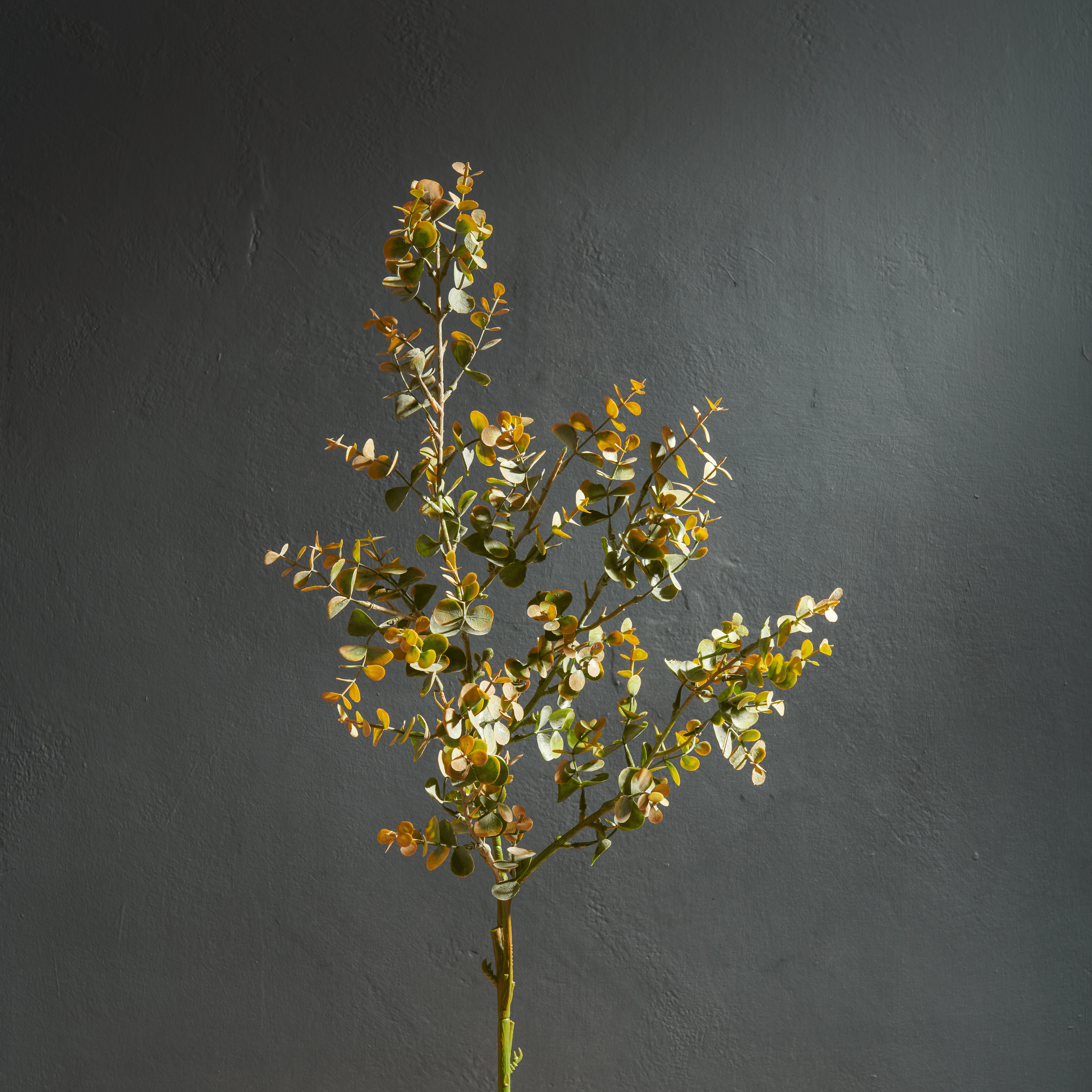 Neptune Flowers & Plants Eucalyptus Mini Spray