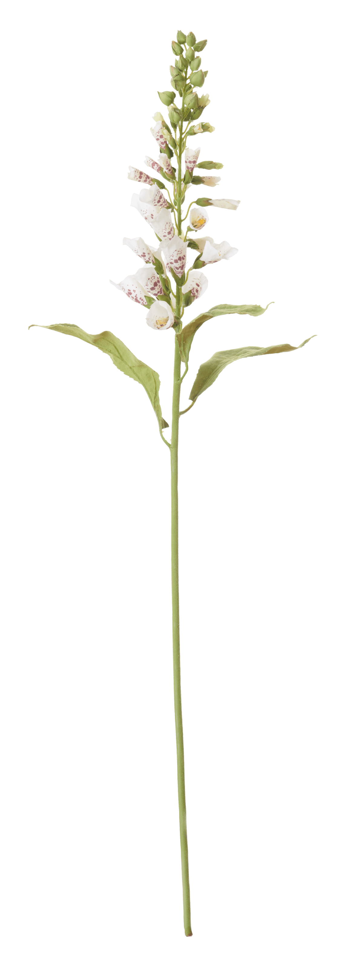 Neptune Flowers & Plants Foxglove