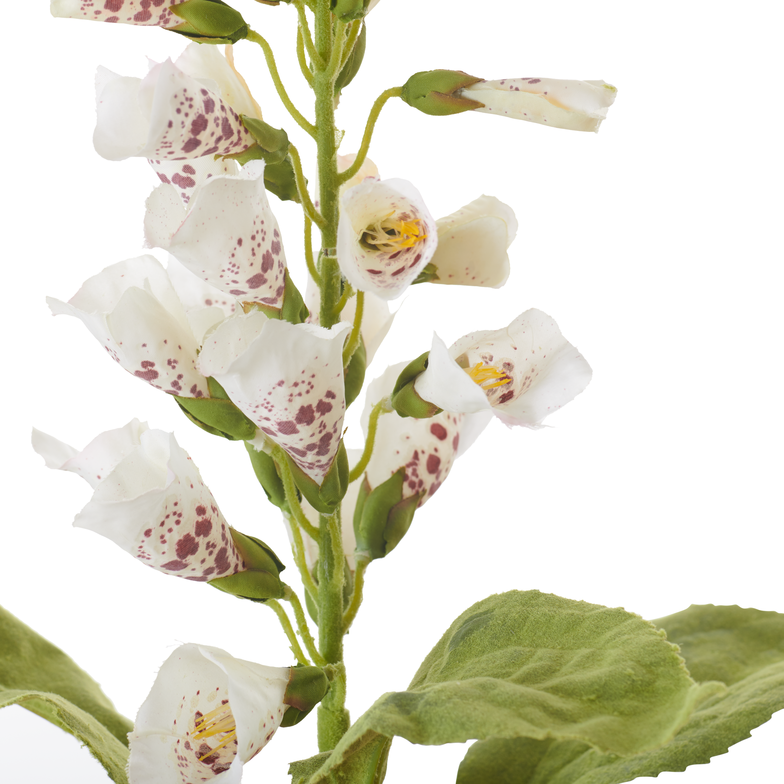 Neptune Flowers & Plants Foxglove