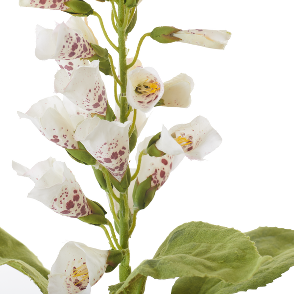 Neptune Flowers & Plants Foxglove