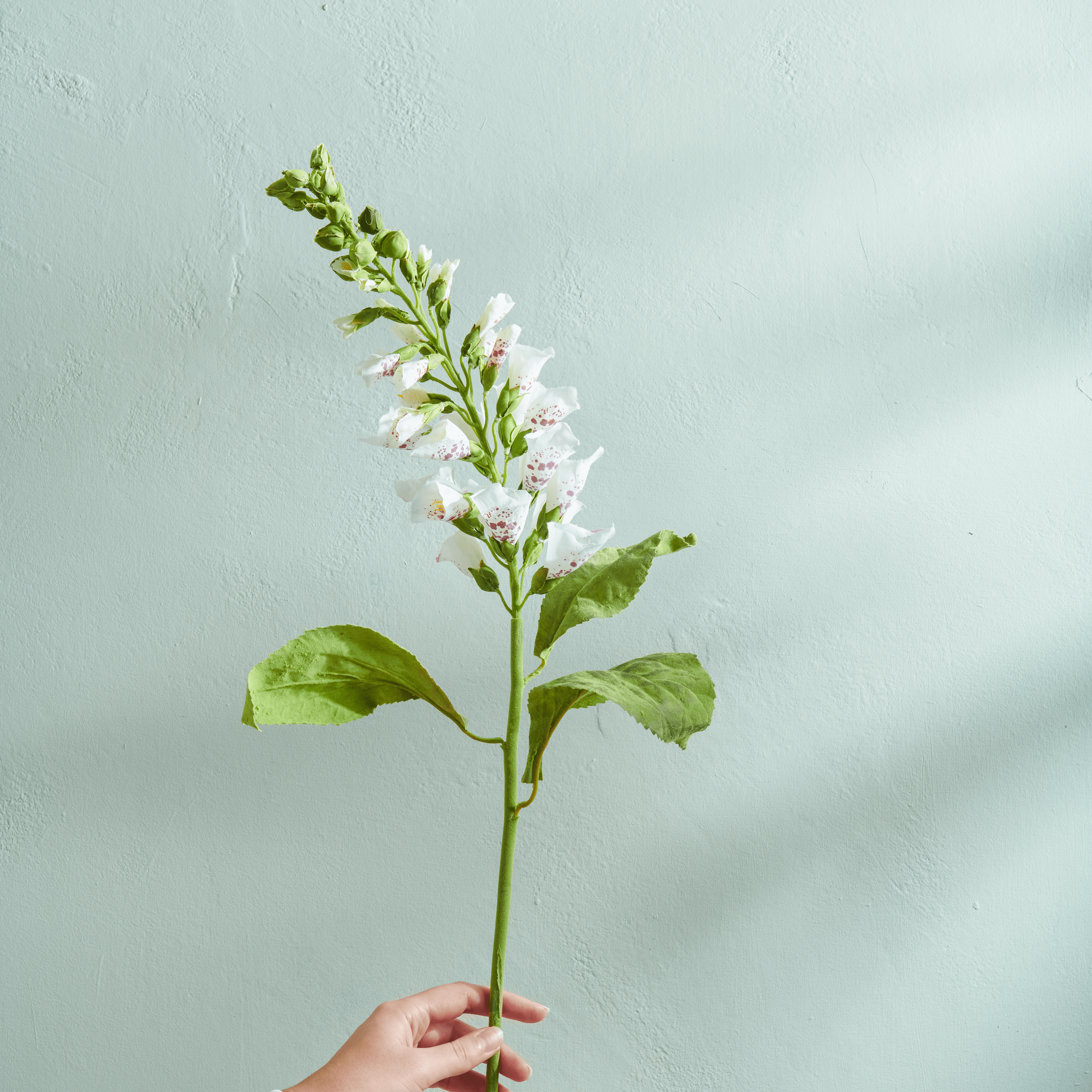Neptune Flowers & Plants Foxglove