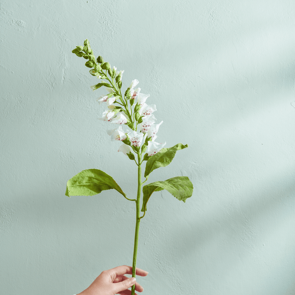 Neptune Flowers & Plants Foxglove