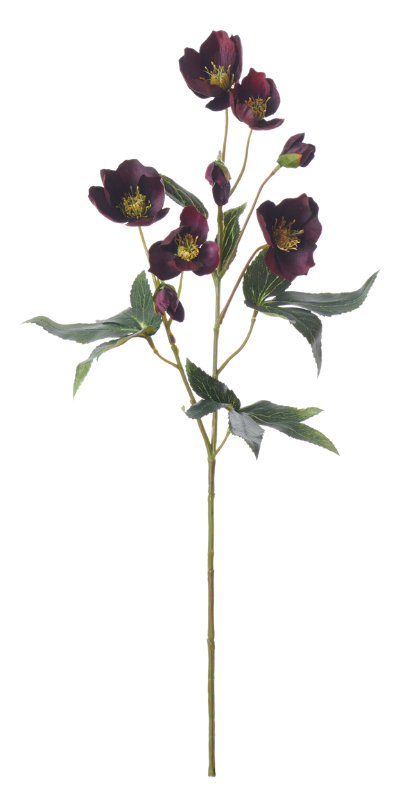 Neptune Flowers & Plants Hellebores Spray