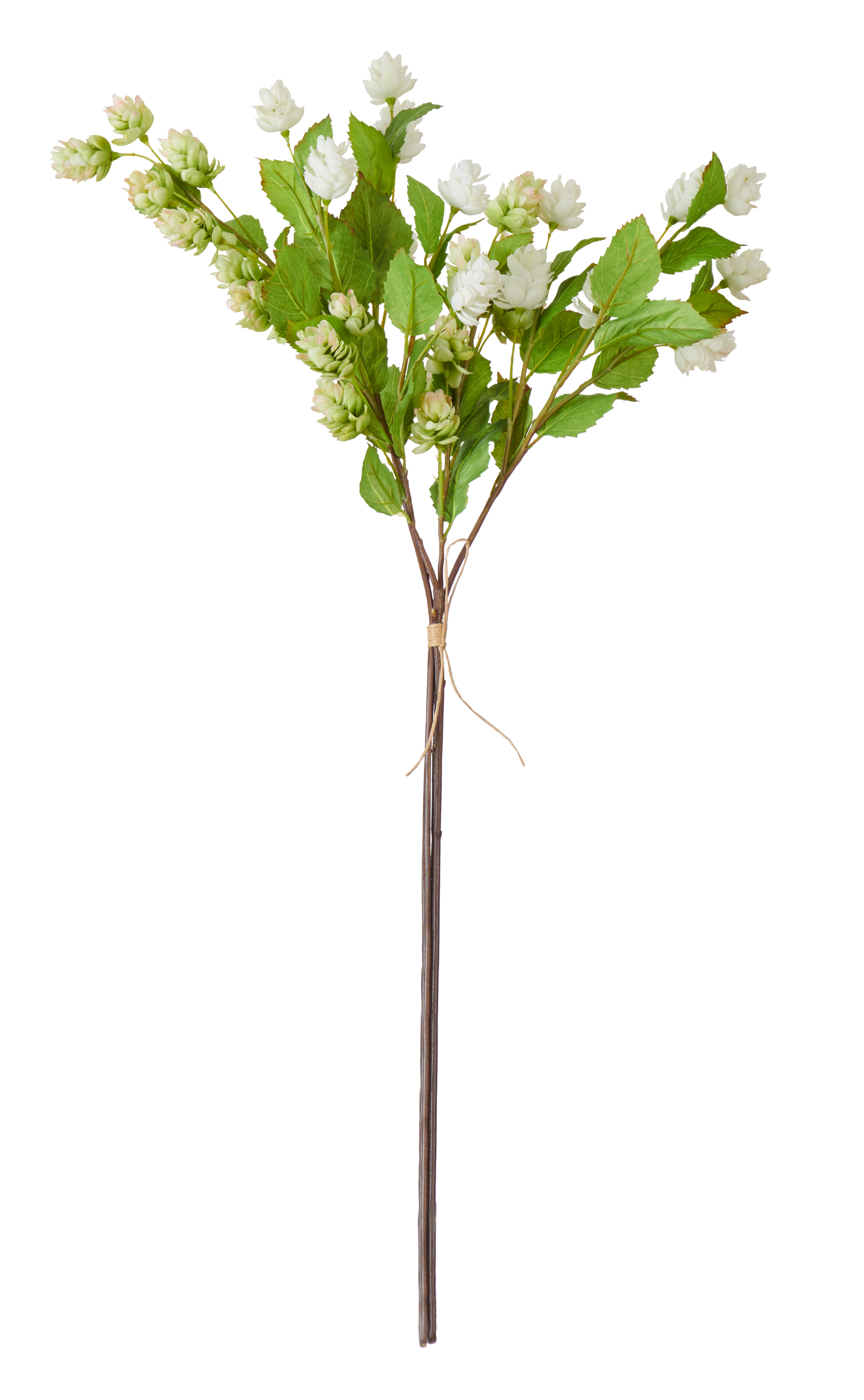 Neptune Flowers & Plants Hops Bunch