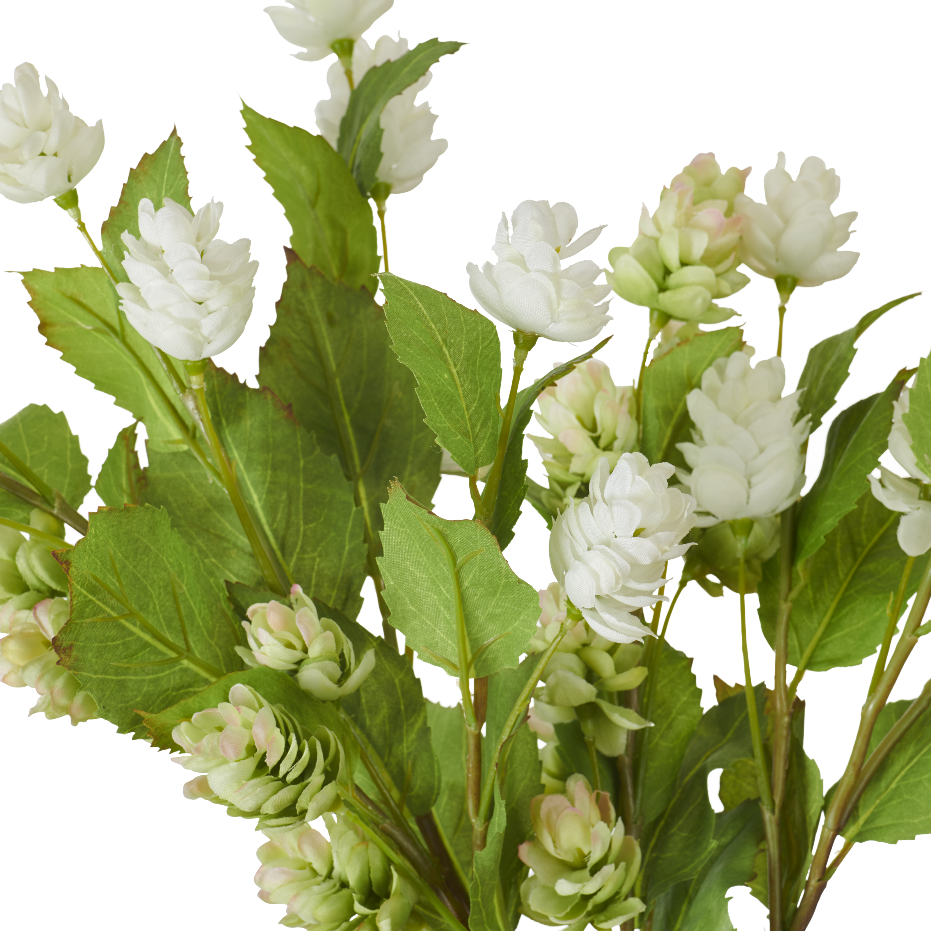 Neptune Flowers & Plants Hops Bunch