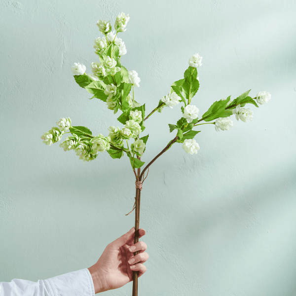 Neptune Flowers & Plants Hops Bunch