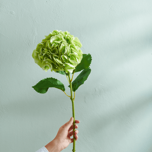 Hydrangea Stem