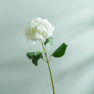 Hydrangea Stem