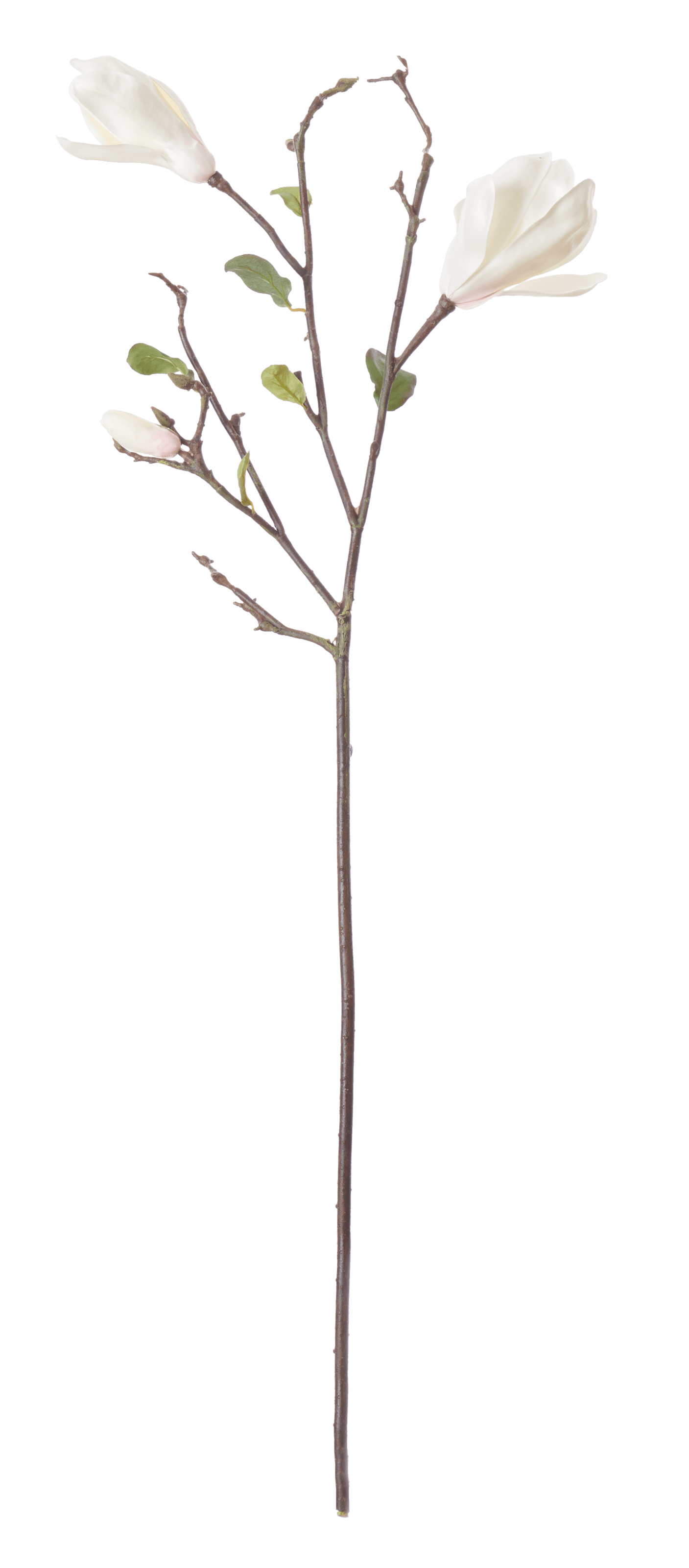 Neptune Flowers & Plants Magnolia Branch