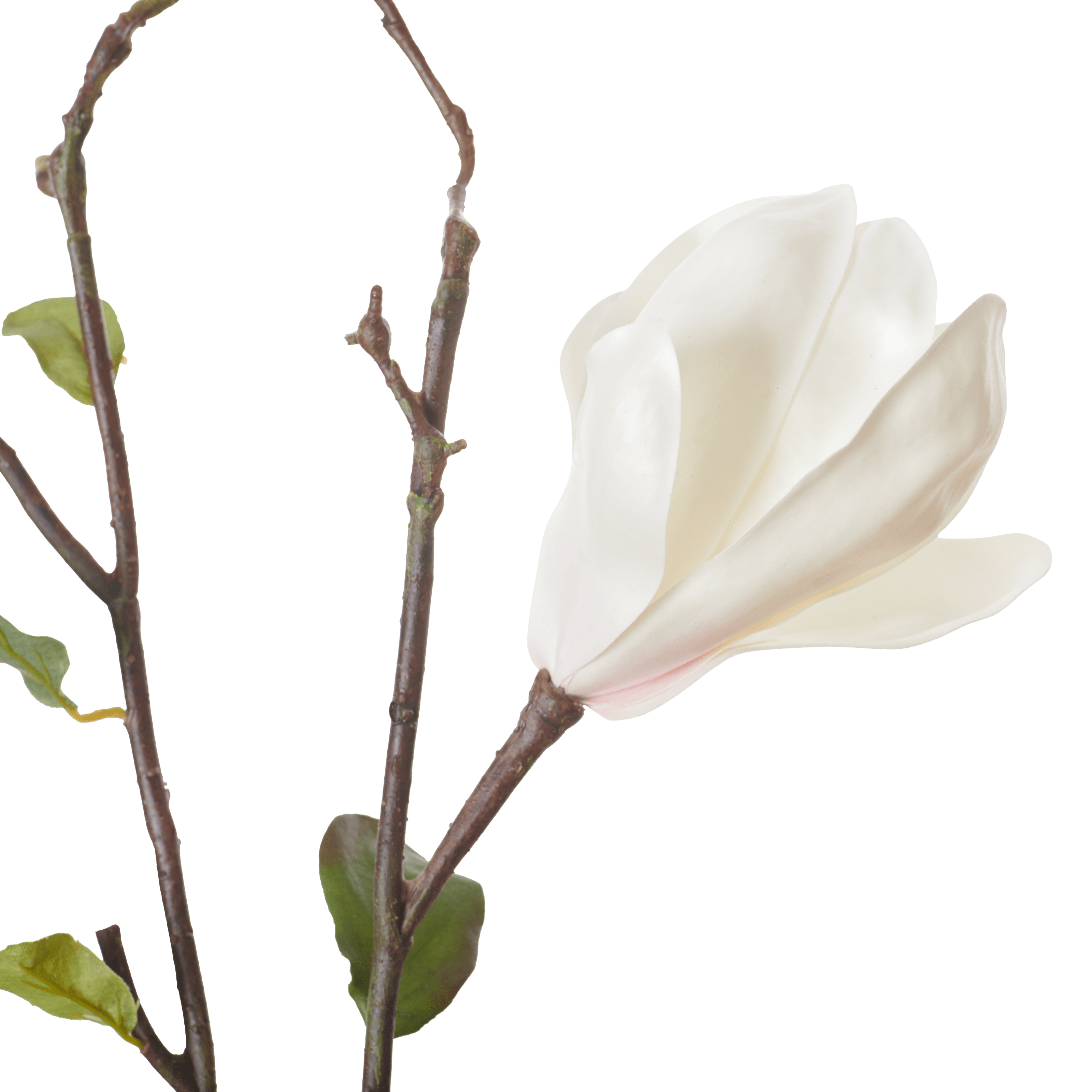 Neptune Flowers & Plants Magnolia Branch