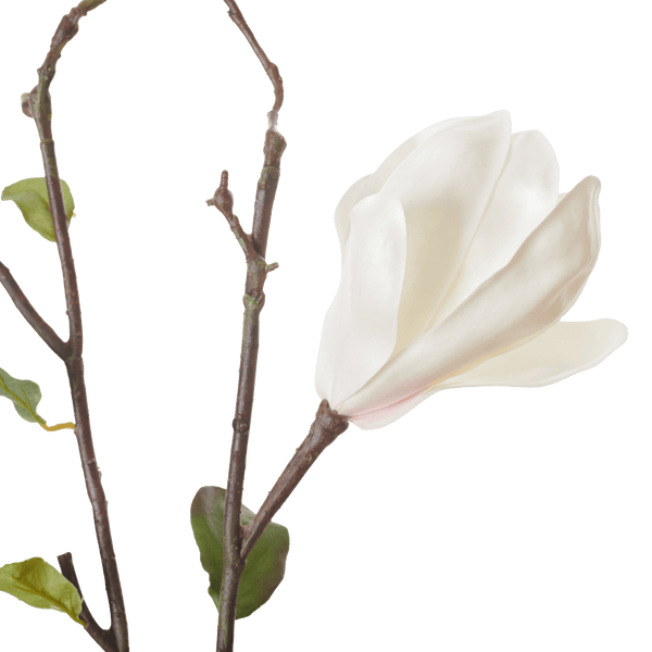 Neptune Flowers & Plants Magnolia Branch