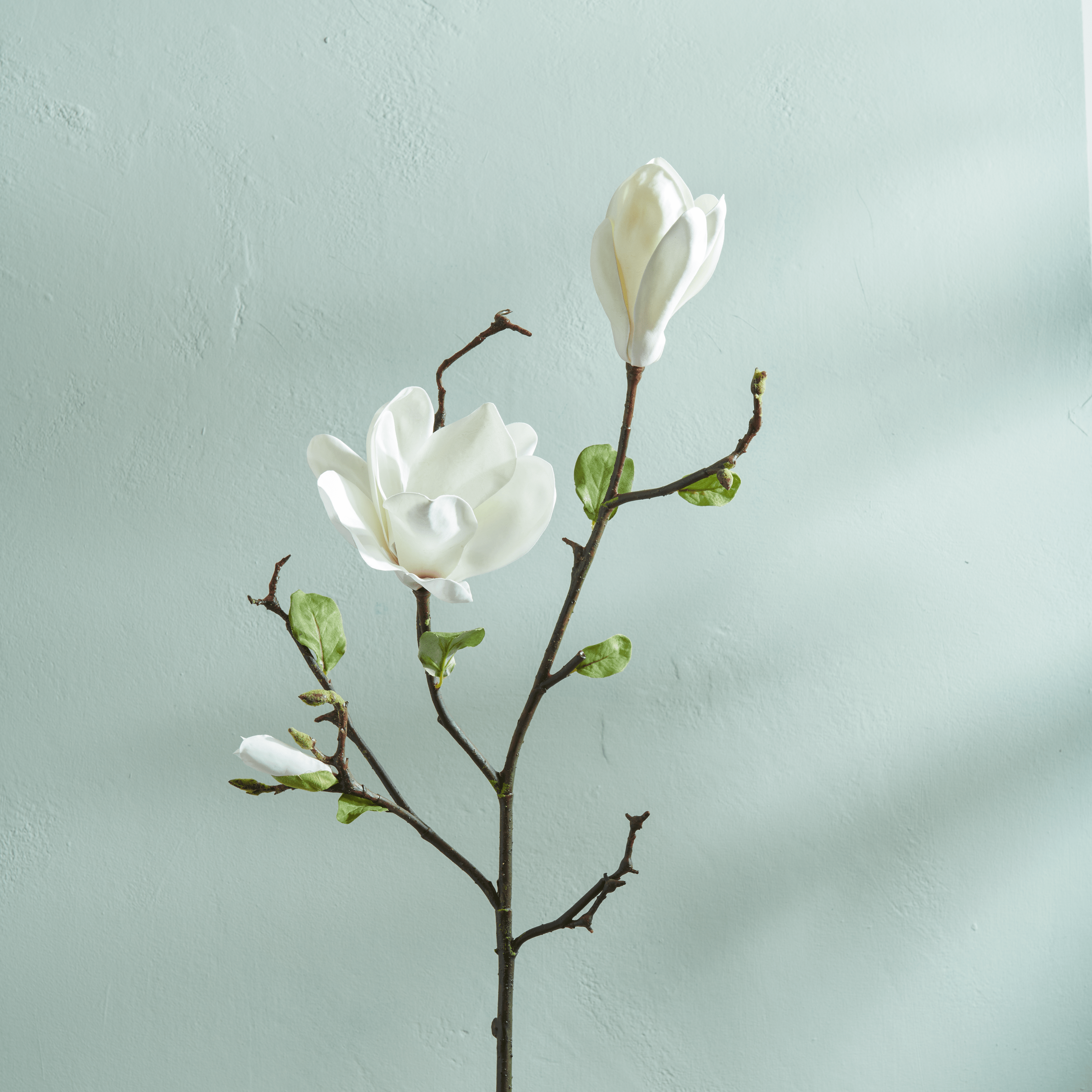 Neptune Flowers & Plants Magnolia Branch